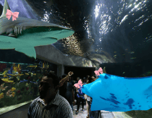 Para quienes buscan salir de lo convencional, el Acuario Michin Guadalajara alista una experiencia nocturna. ESPECIAL/ EL INFORAMADOR/ ARCHIVO