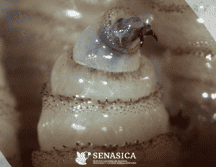 La miasis es una infestación producida por larvas de mosca que se alimentan de tejido vivo de los mamíferos y rara vez de las aves. Gobierno de México