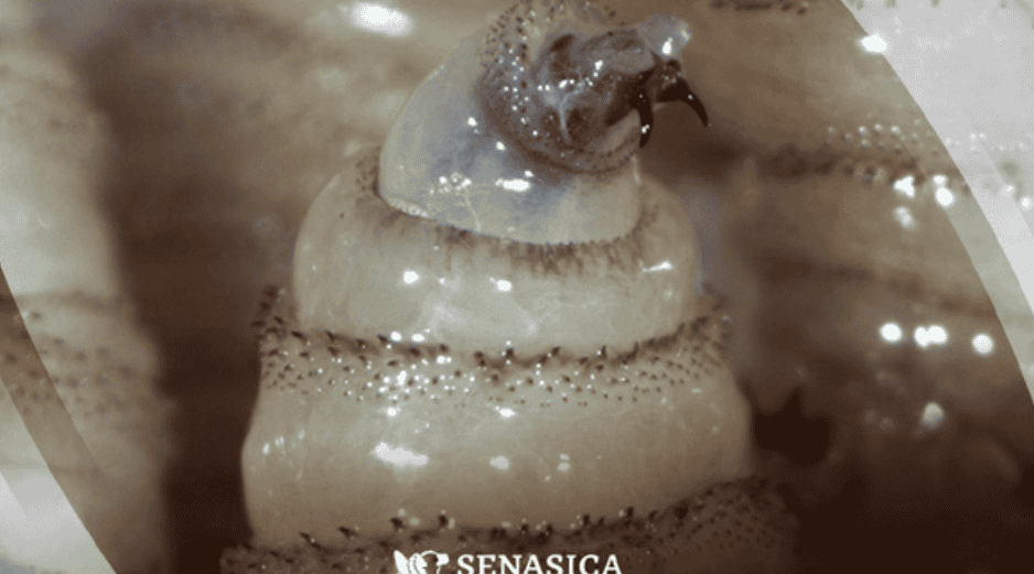 La miasis es una infestación producida por larvas de mosca que se alimentan de tejido vivo de los mamíferos y rara vez de las aves. Gobierno de México