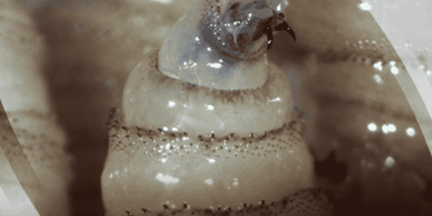 Nuevos casos confirmados de gusano barrenador en Yucat&aacute;n