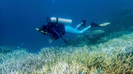 En los últimos 30 años la Tierra ha perdido el 50 % de los corales porque los océanos absorben la mayor parte del calor que se generan al quemar combustibles fósiles. EFE/Smithsonian/D. BURDICK
