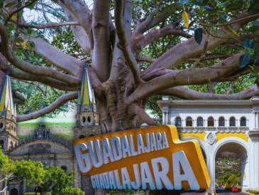 Algunos árboles en Guadalajara han estado ahí, incluso, antes de que aparecieran los símbolos que hoy definen a la ciudad.  ESPECIAL / CANVA