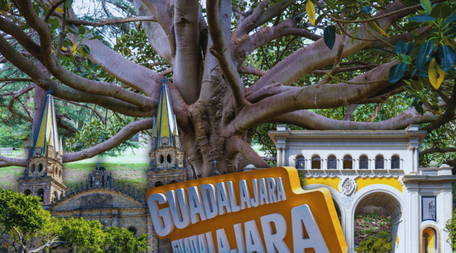 Algunos árboles en Guadalajara han estado ahí, incluso, antes de que aparecieran los símbolos que hoy definen a la ciudad.  ESPECIAL / CANVA