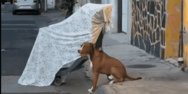 Colonia Del Fresno: Fallece hombre en Guadalajara y su perrito permanece junto a su cuerpo