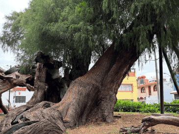 A este ejemplar le cayó un rayo hace tiempo es por eso que se ve partido, también ha sido dañado por sismos, a pesar de ello "Sabino" se mantiene firme. FACEBOOK/Árboles de la Ciudad de México