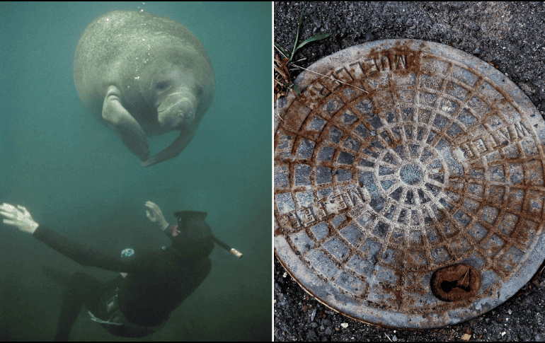 El manatí macho fue trasladado a SeaWorld Orlando donde está siendo atendido en una de las piscinas médicas del parque. PIXABAY/ESPECIAL