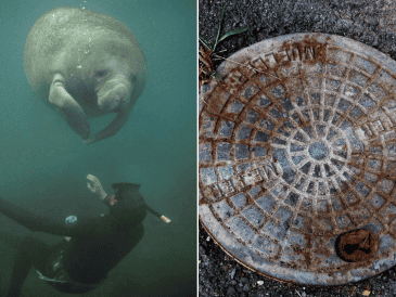 El manatí macho fue trasladado a SeaWorld Orlando donde está siendo atendido en una de las piscinas médicas del parque. PIXABAY/ESPECIAL