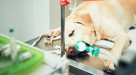 Según testimonios de vecinos, el atropellamiento habría sido intencional, por lo que lo calificaron como un acto de crueldad. ESPECIAL