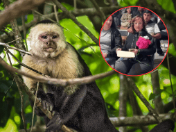 Regidora de Ocotlán es denunciada a la SEMARNAT por llevar un mono araña a evento. UNSPLASH / S. LANIER / ESPECIAL / X / @dk1250