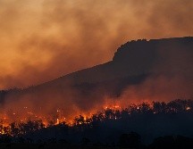 En la temporada actual 2025-2026, que comenzó el pasado septiembre, ya se han destruido más de 64.000 hectáreas. Unsplash