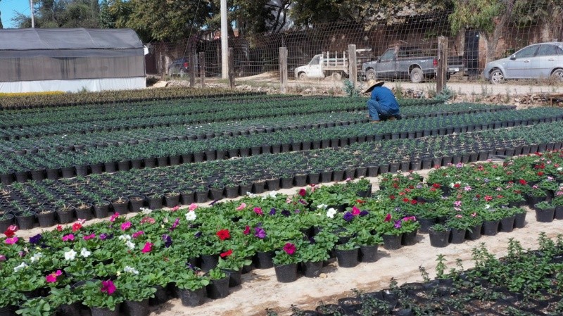 El fortalecimiento de invernaderos y sistemas protegidos ha permitido mejorar la calidad y vida poscosecha de las flores. CORTESÍA&nbsp;