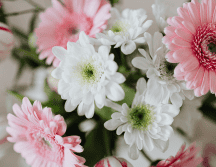 Este 14 de febrero regala flores dependiendo del mensaje y sentimiento que quieras transmitirle a la otra persona. CANVA