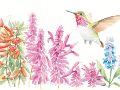 “Los colibríes de los bosques de Sierra Mazati y sus recursos florales” contiene ilustraciones de las especies mencionadas en él. CORTESÍA/Alejandra Lara