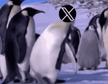 La interrupción no pasó desapercibida: rápidamente se desató una ola de memes en otras plataformas, con usuarios compartiendo burlas y comentarios cargados de humor sobre la situación. ESPECIAL