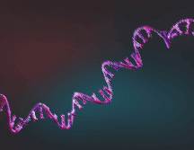 Frente a un mismo virus, algunos anticuerpos aumentan con la edad mientras otros disminuyen. ESPECIAL