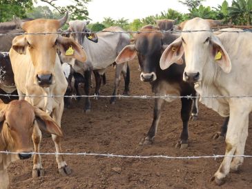 Para evitar la diseminación del GBG por movilización de animales, también se establecieron rutas itinerantes de verificación, puntos de inspección y tratamiento del ganado en tránsito. UNSPLASH.