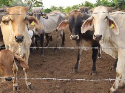 Para evitar la diseminación del GBG por movilización de animales, también se establecieron rutas itinerantes de verificación, puntos de inspección y tratamiento del ganado en tránsito. UNSPLASH.