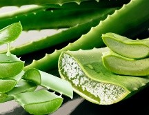 ALOE VERA. Reconocido por sus propiedades hidratantes, penetra en la piel de manera única. ESPECIAL / CANVA