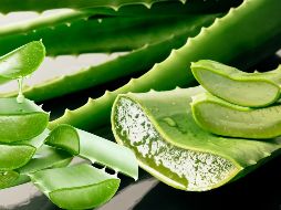 ALOE VERA. Reconocido por sus propiedades hidratantes, penetra en la piel de manera única. ESPECIAL / CANVA