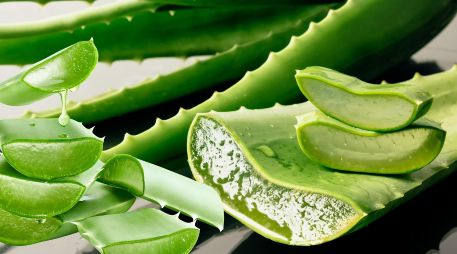 ALOE VERA. Reconocido por sus propiedades hidratantes, penetra en la piel de manera única. ESPECIAL / CANVA