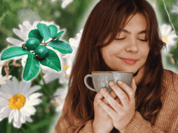 Las hojas de guayaba con manzanilla a modo de infusión es una bebida ampliamente recomendada. ESPECIAL/Freepik/Canva/Pixabay