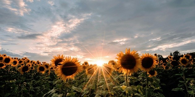 Abren campo de girasoles gigante cerca de Guadalajara; esto cuesta la entrada