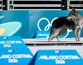 Los organizadores de Milano-Cortina 2026 lograron controlar al animal, que llevaba un collar, para que no pudiera alterar más el desarrollo del evento. EFE / H. Hanschke