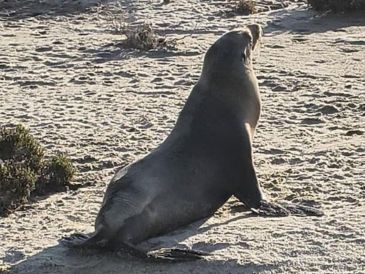 La Secretaría de Marina reiteró su compromiso con la protección del medio ambiente marino y la preservación de las especies que habitan en los mares nacionales. ESPECIAL