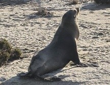 La Secretaría de Marina reiteró su compromiso con la protección del medio ambiente marino y la preservación de las especies que habitan en los mares nacionales. ESPECIAL