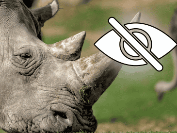 La idea era atraer a Thuza a un espacio reducido con sus alimentos favoritos y luego desensibilizarlo al contacto humano y a que le rociaran agua en la cara. CANVA/ESPECIAL