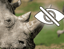 La idea era atraer a Thuza a un espacio reducido con sus alimentos favoritos y luego desensibilizarlo al contacto humano y a que le rociaran agua en la cara. CANVA/ESPECIAL