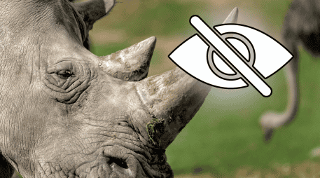 La idea era atraer a Thuza a un espacio reducido con sus alimentos favoritos y luego desensibilizarlo al contacto humano y a que le rociaran agua en la cara. CANVA/ESPECIAL