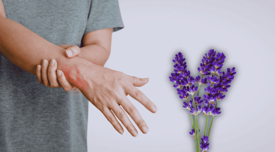 La lavanda es una planta con propiedades medicinales y relajantes. ESPECIAL / CANVA