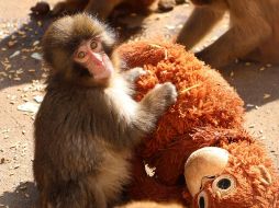 El pequeño fue rechazado por su madre al momento de nacer en julio del año pasado, una situación que ocurre ocasionalmente en esta especie. EFE / ARCHIVO