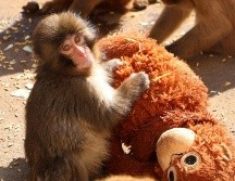 El pequeño fue rechazado por su madre al momento de nacer en julio del año pasado, una situación que ocurre ocasionalmente en esta especie. EFE / ARCHIVO