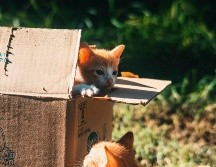 Es común que los gatos ignoren sus juguetes nuevos y prefieran las cajas de cartón. UNSPLASH / R. AHEAD