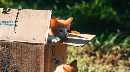Es común que los gatos ignoren sus juguetes nuevos y prefieran las cajas de cartón. UNSPLASH / R. AHEAD