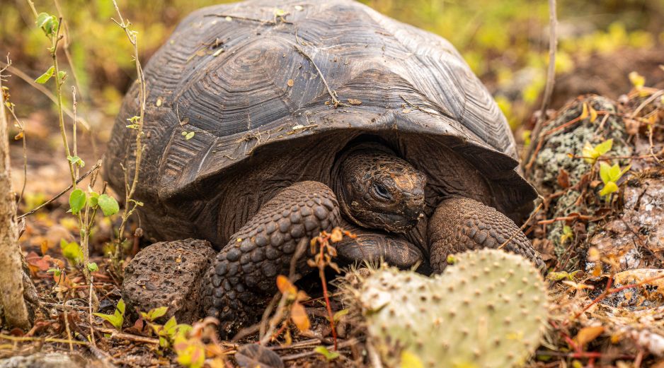 Se tiene conocimiento de al menos quince especies distintas de tortugas gigantes de Galápagos./EFE/Ministerio de Ambiente y Energía