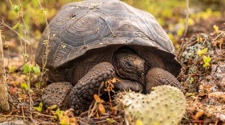 Se tiene conocimiento de al menos quince especies distintas de tortugas gigantes de Galápagos./EFE/Ministerio de Ambiente y Energía