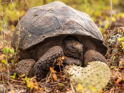 Se tiene conocimiento de al menos quince especies distintas de tortugas gigantes de Galápagos./EFE/Ministerio de Ambiente y Energía