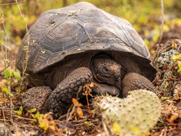 Se tiene conocimiento de al menos quince especies distintas de tortugas gigantes de Galápagos./EFE/Ministerio de Ambiente y Energía
