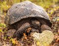 Se tiene conocimiento de al menos quince especies distintas de tortugas gigantes de Galápagos./EFE/Ministerio de Ambiente y Energía