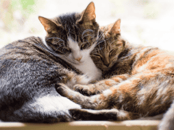 Los michis ofrecen beneficios comprobados para la salud física, mental y emocional de quienes conviven todos los días con ellos. CANVA