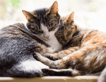 Los michis ofrecen beneficios comprobados para la salud física, mental y emocional de quienes conviven todos los días con ellos. CANVA