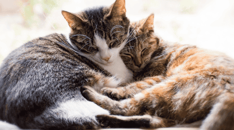 Los michis ofrecen beneficios comprobados para la salud física, mental y emocional de quienes conviven todos los días con ellos. CANVA