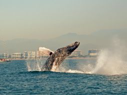 El duelo habita en la marea
