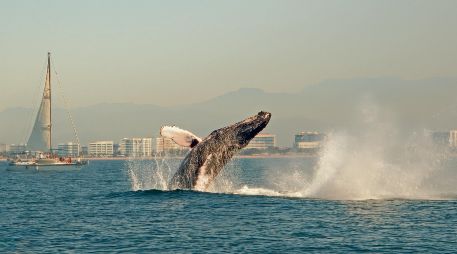 El duelo habita en la marea