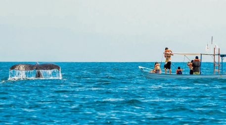 La observación se realiza bajo protocolos de respeto con estas criaturas. CORTESÍA