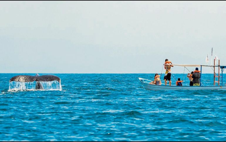 La observación se realiza bajo protocolos de respeto con estas criaturas. CORTESÍA
