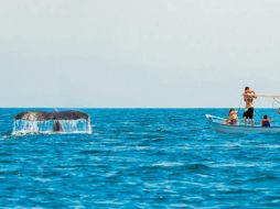 La observación se realiza bajo protocolos de respeto con estas criaturas. CORTESÍA